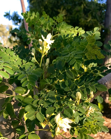 oleifera