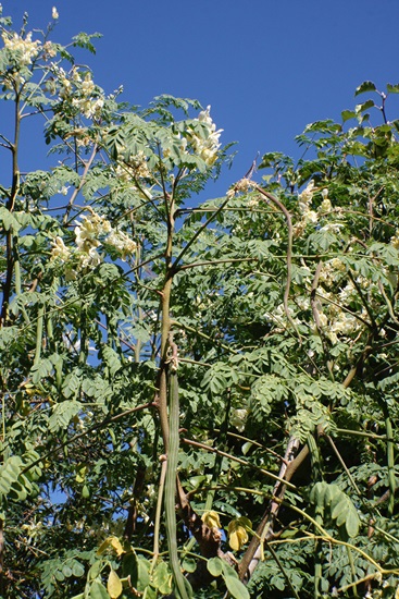 oleifera
