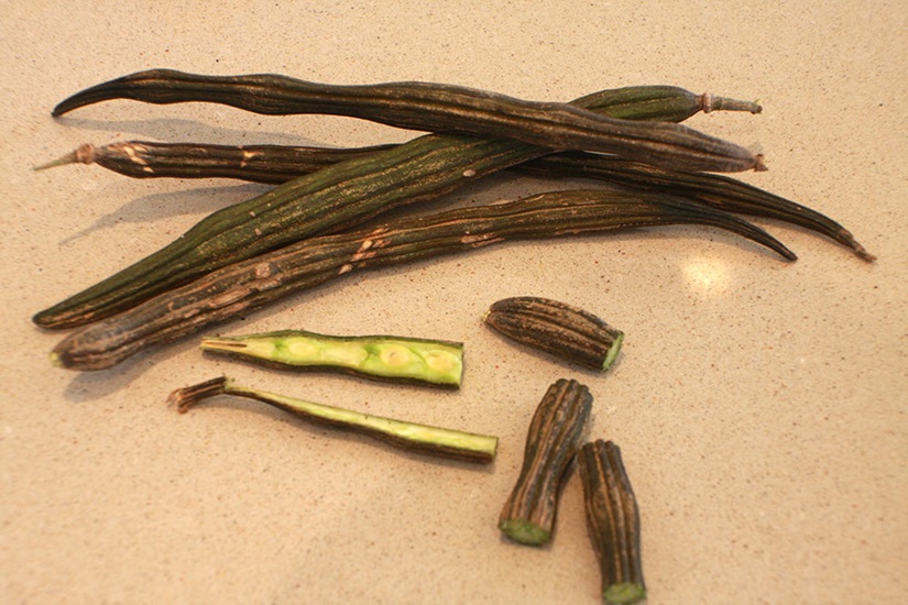 oleifera