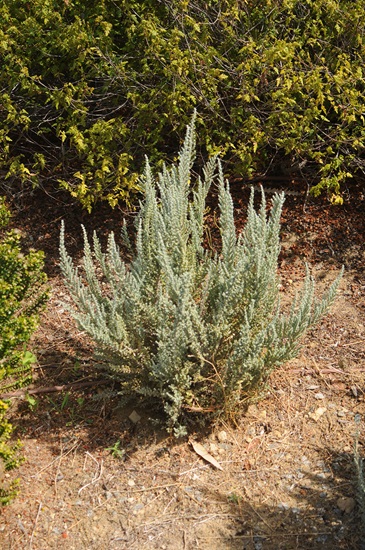 oppositifolia