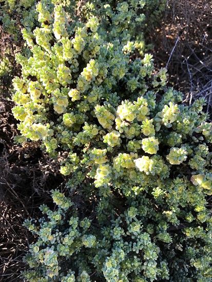 oppositifolia