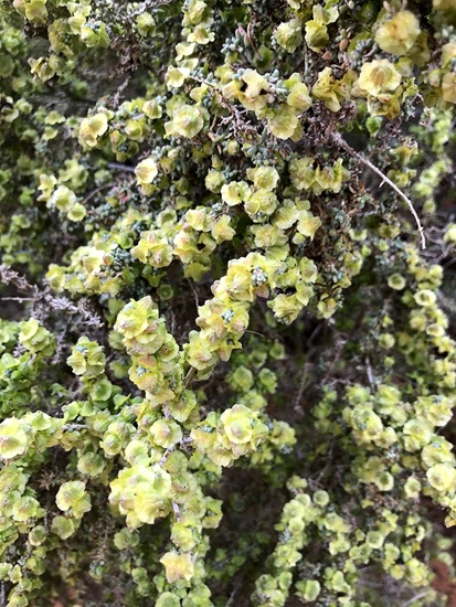oppositifolia