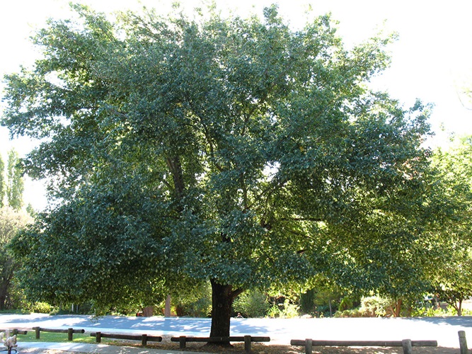 parvifolia01