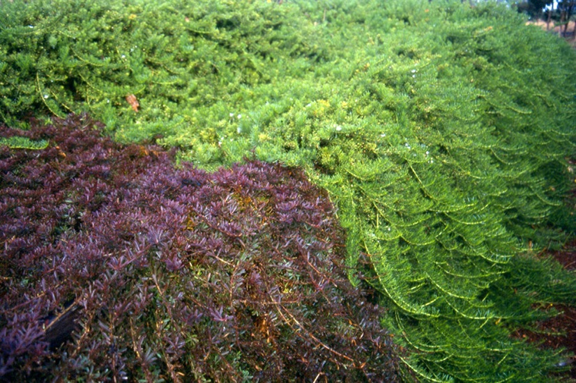parvifolium
