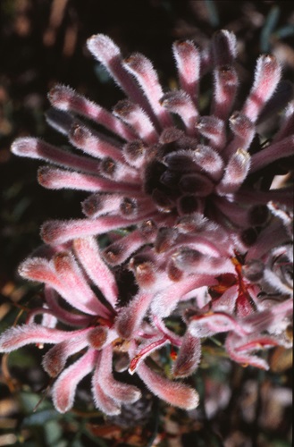 petrophile linearis