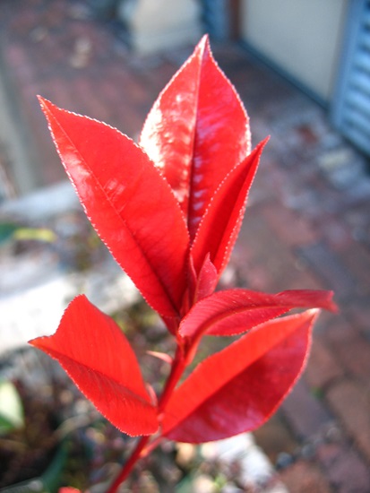 photinia fraseri
