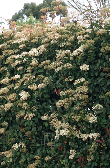 photinia glabra