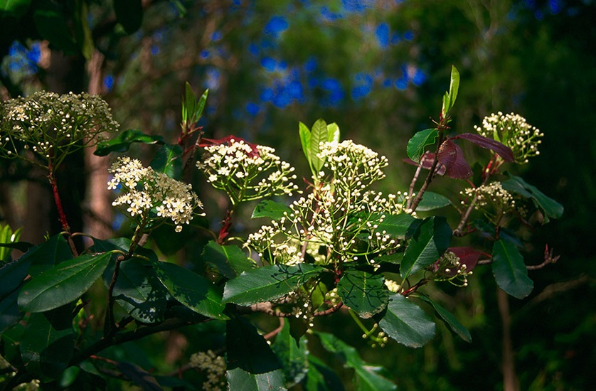 photinia glabra