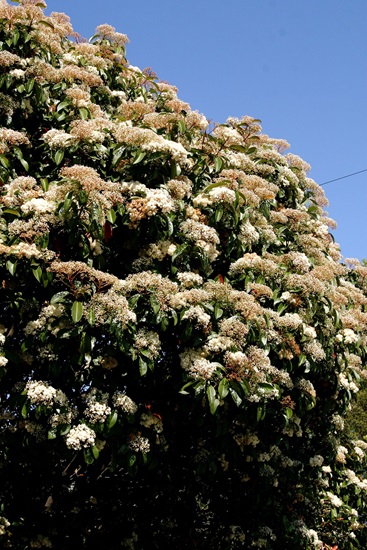 photinia glabra