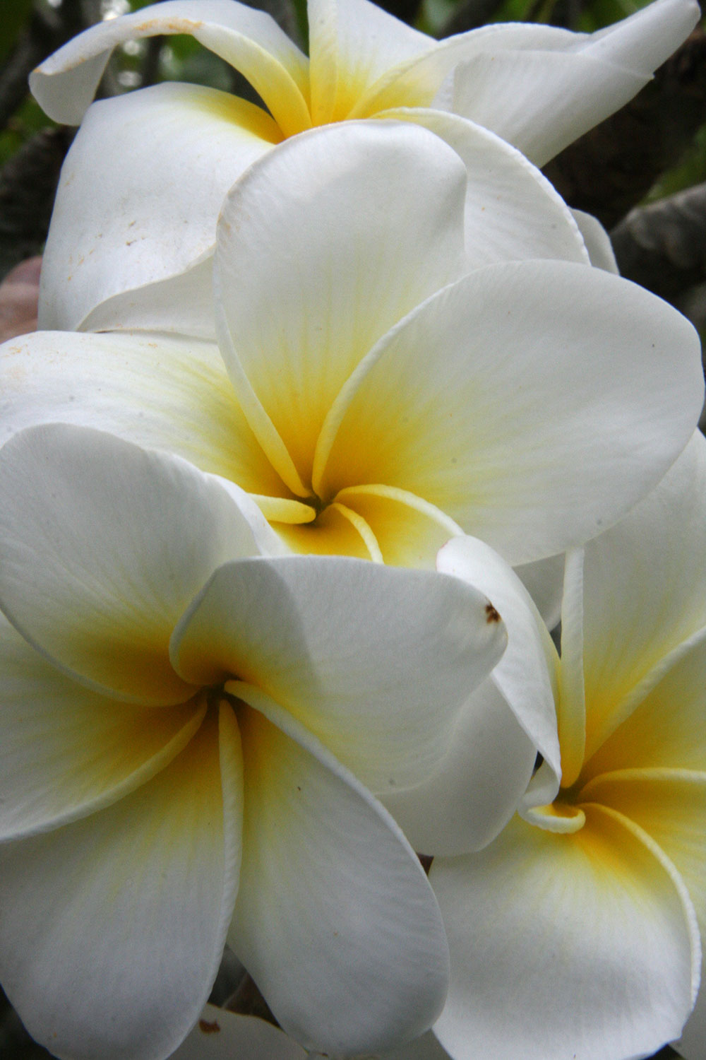 plumeria obtusa