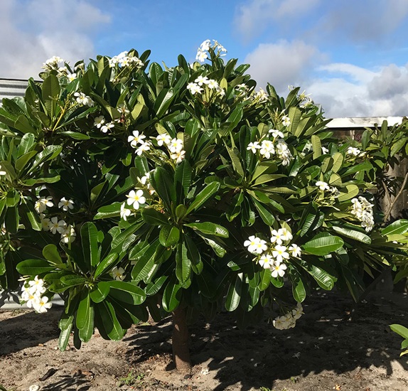 plumeria obtusa