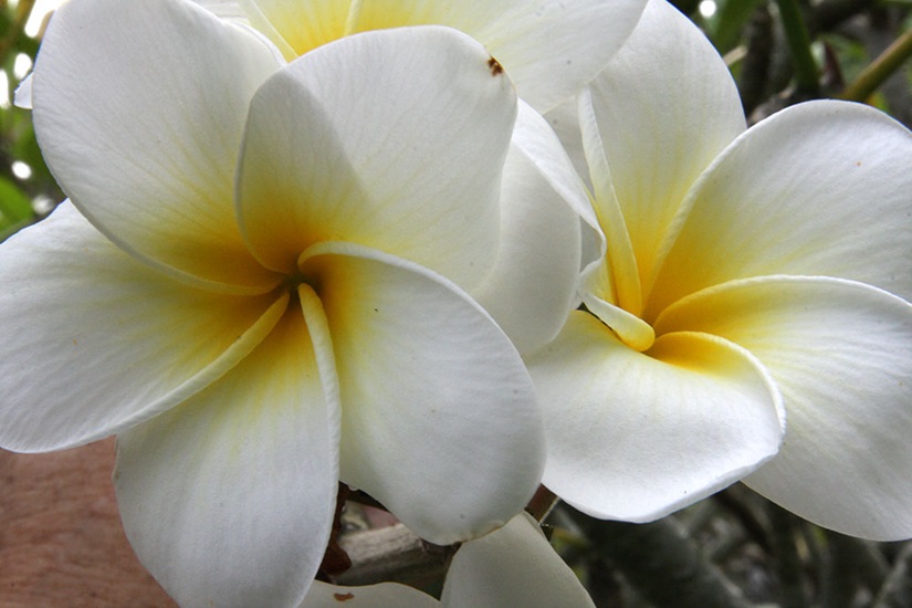 plumeria obtusa