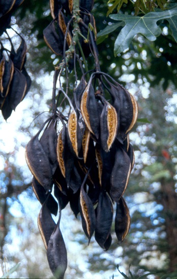 Brachychiton populneus