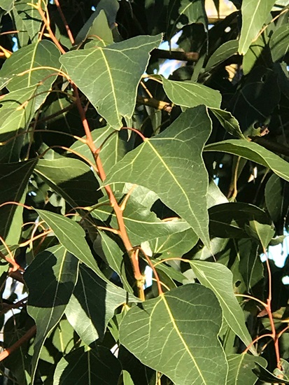 populneus