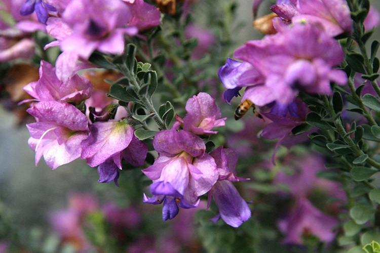 prostanthera magnifica