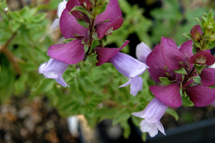 prostanthera magnifica