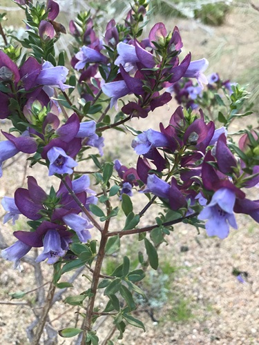 prostanthera magnifica