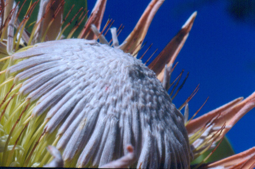 protea cynaroides
