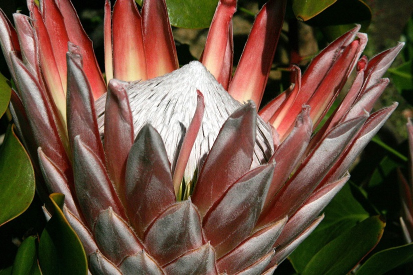 protea cynaroides