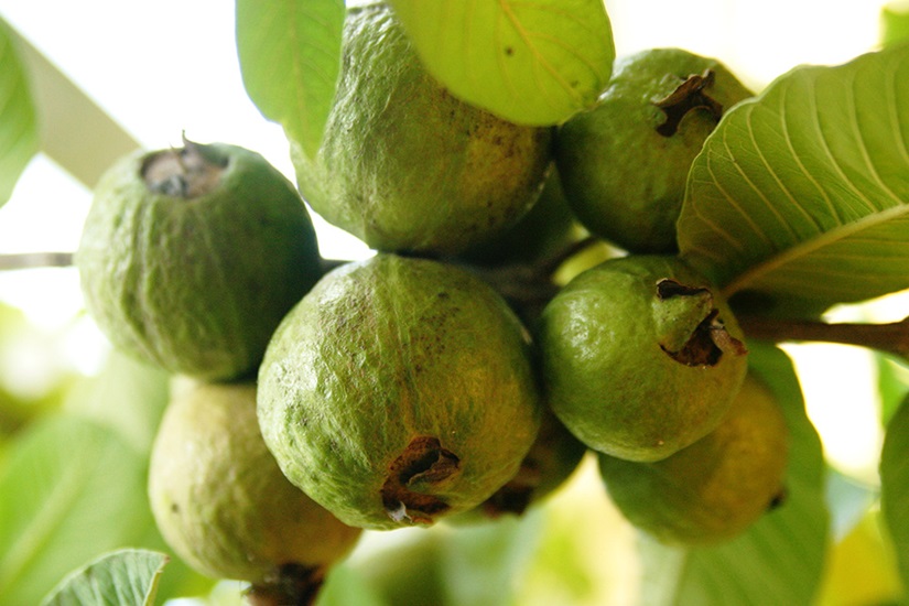 psidium