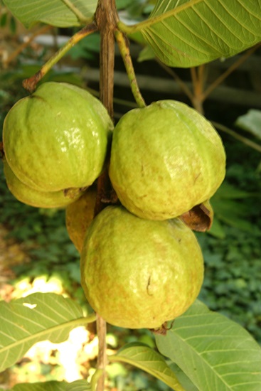 psidium