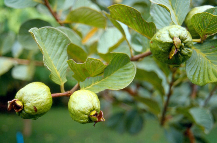 psidium