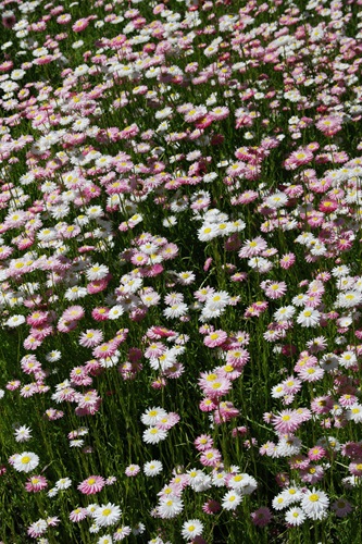 rhodanthe chlorocephala