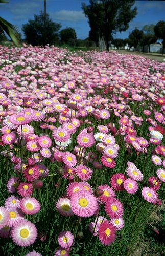 rhodanthe chlorocephala