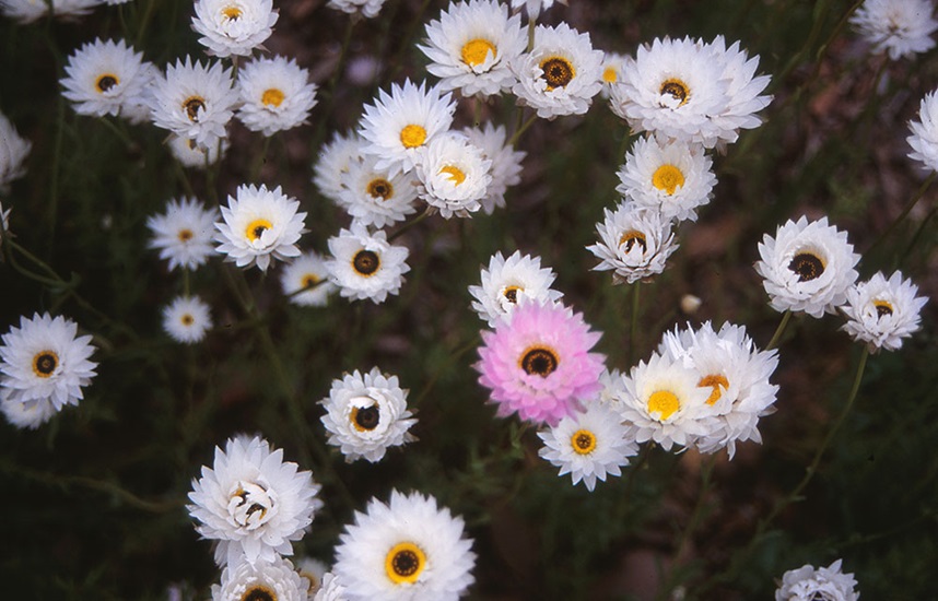 rhodanthe manglesii