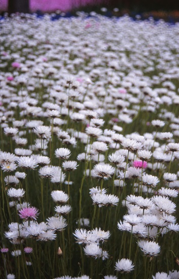 rhodanthe manglesii