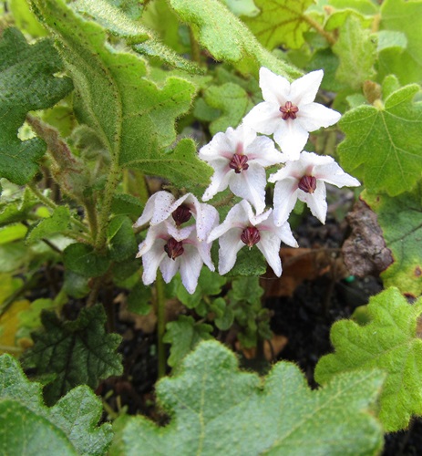 solanacea