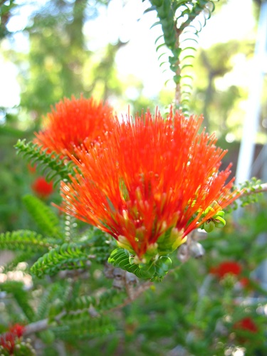 Beaufortia squarrosa