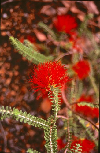 Beaufortia squarrosa