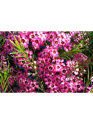 Chamelaucium uncinatum and Cultivars