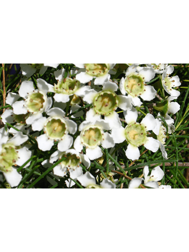 Chamelaucium uncinatum and Cultivars
