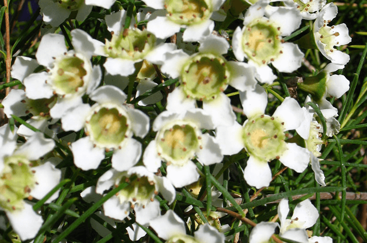 Chamelaucium uncinatum and Cultivars