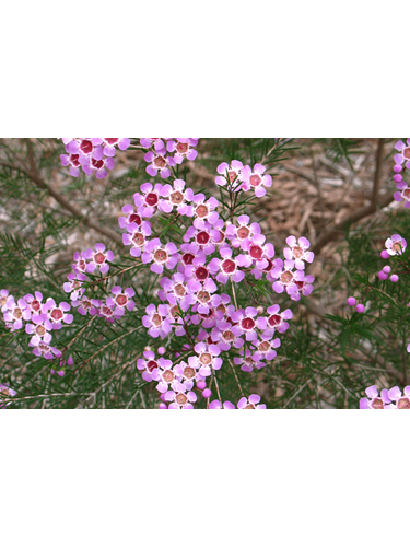 Chamelaucium uncinatum and Cultivars