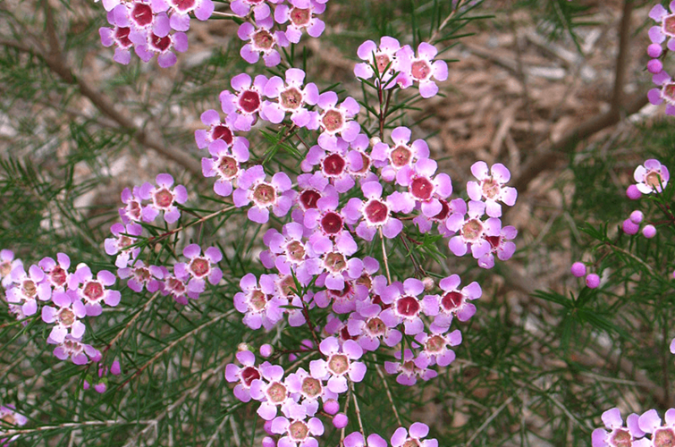 Chamelaucium uncinatum and Cultivars