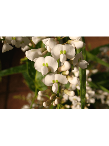 violacea