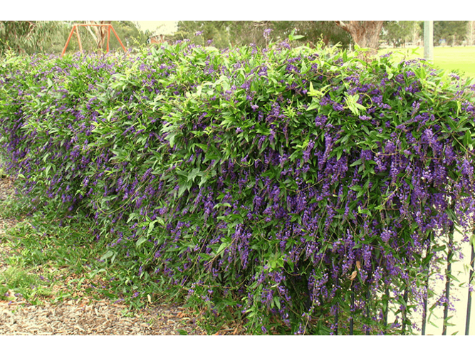 violacea