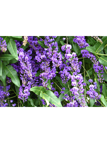 violacea