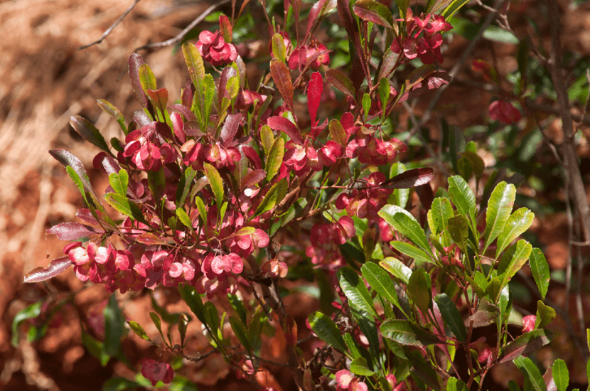 Purple Hop Bush - viscosa