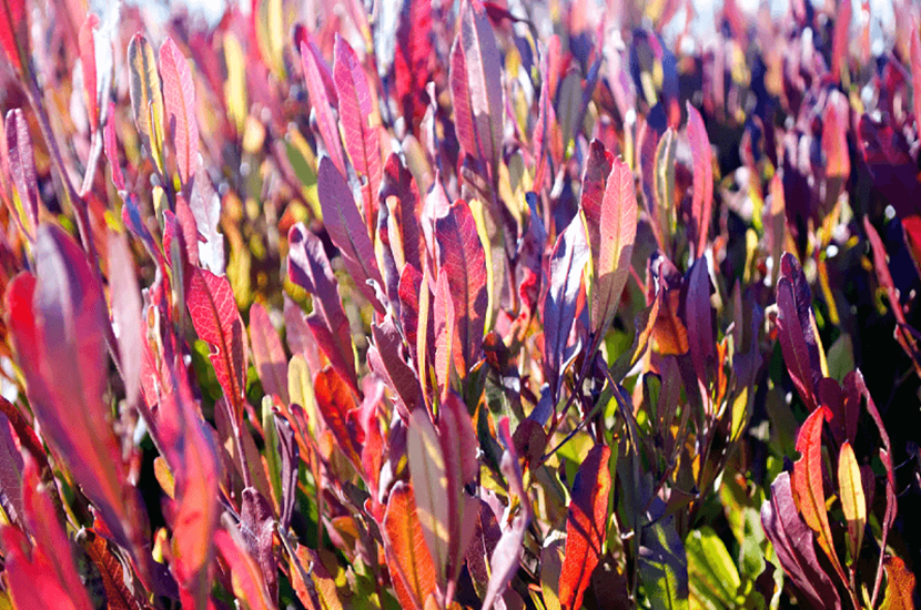 Purple Hop Bush - viscosa