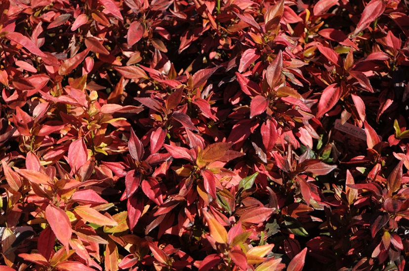 Acalypha wilkesiana