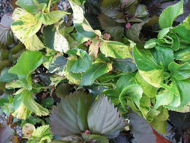 Acalypha wilkesiana