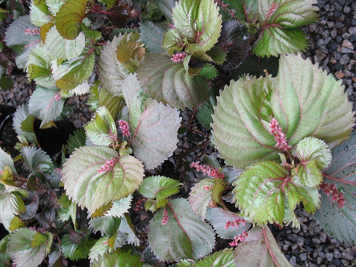 Acalypha wilkesiana