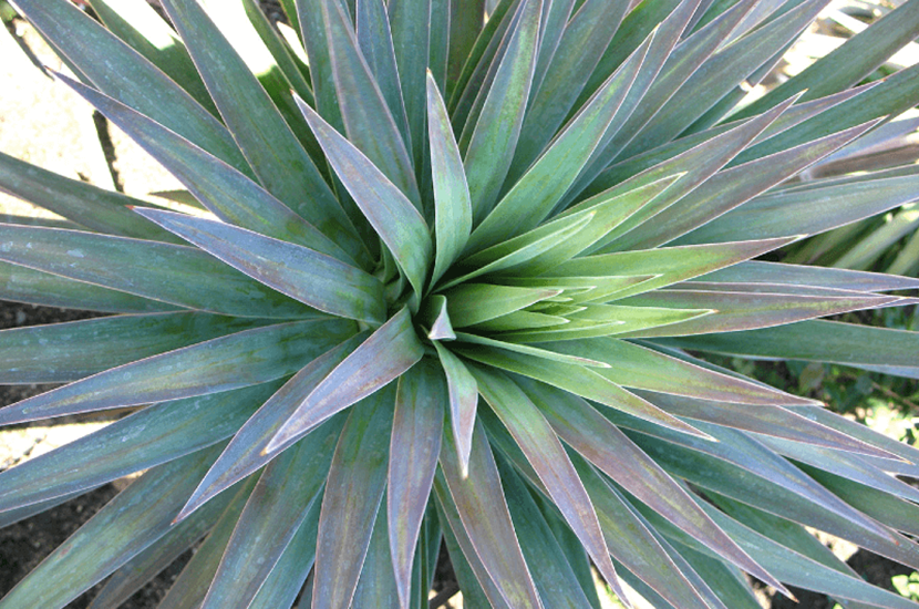 yucca desmetiana