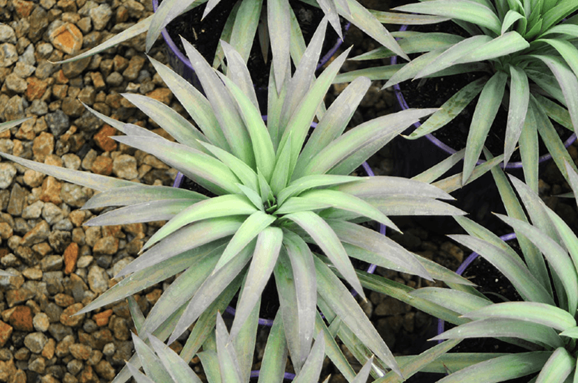 yucca desmetiana