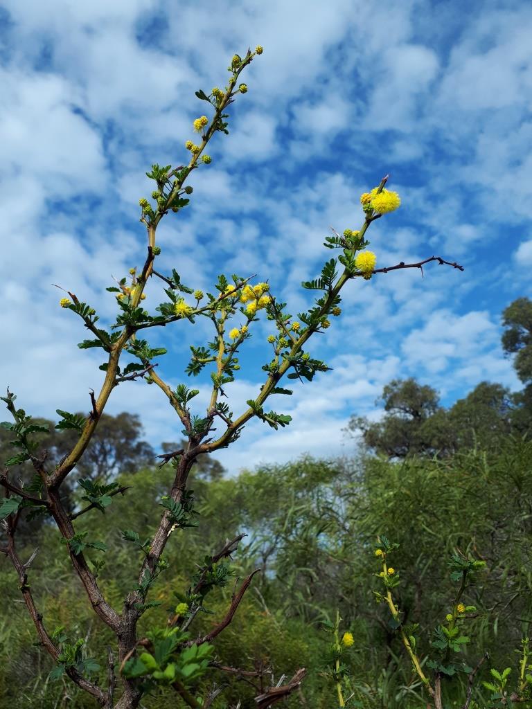 Acacia-Species-Discovery-Southern-Seawater-Desalination-Plant