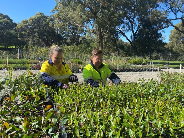 City of Stirling team tending to Hamersley nursery of plants co-funded under greening scheme